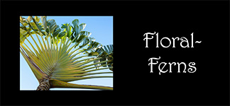 Floral-Ferns